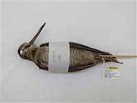 藏品(山鷸)的圖片